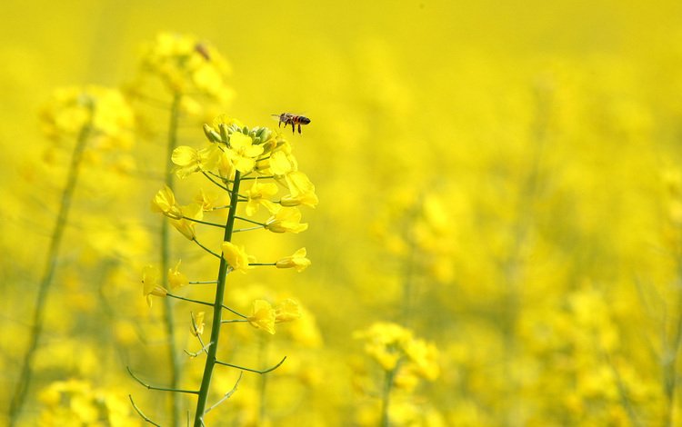 цветы, насекомое, крылья, пчела, желтые, рапс, flowers, insect, wings, bee, yellow, rape