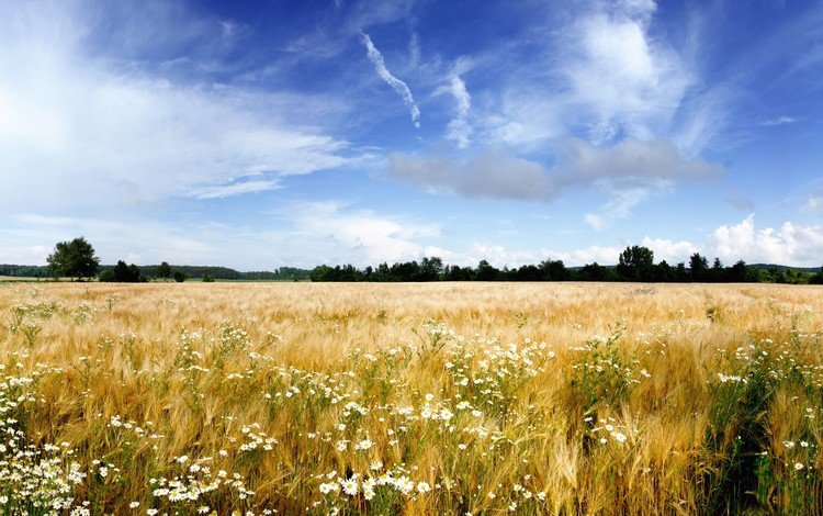 небо, цветы, облака, поле, пшеница, ромашки, the sky, flowers, clouds, field, wheat, chamomile