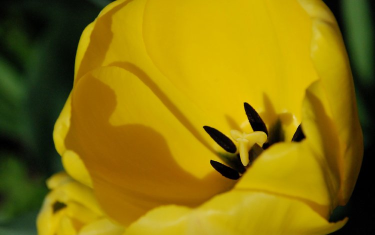 цветок, лепестки, тюльпан, желтые, крупным планом, flower, petals, tulip, yellow, closeup