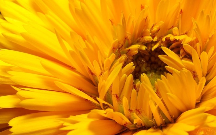 желтый, цветок, лепестки, бутон, yellow, flower, petals, bud
