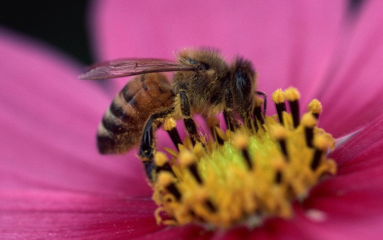цветок, лепестки, насекомые, пчела, пыльца, flower, petals, insects, bee, pollen
