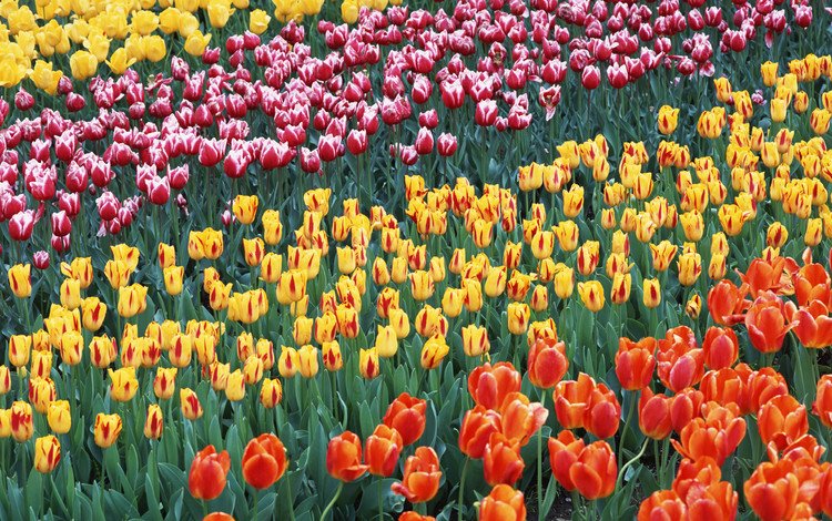 цветы, поле, тюльпаны, flowers, field, tulips