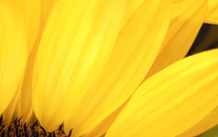 цветок, лепестки, подсолнух, желтые, крупным планом, flower, petals, sunflower, yellow, closeup