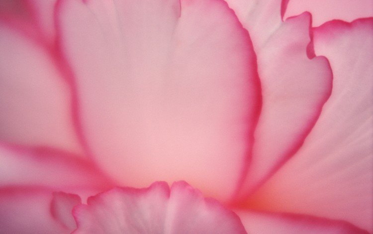 цветок, лепестки, розовые, крупным планом, flower, petals, pink, closeup
