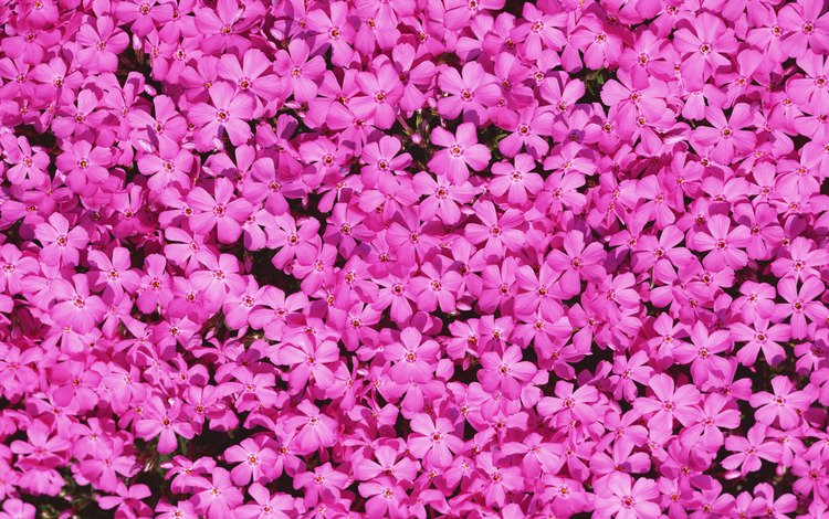 цветы, лепестки, розовые, флоксы, flowers, petals, pink, phlox