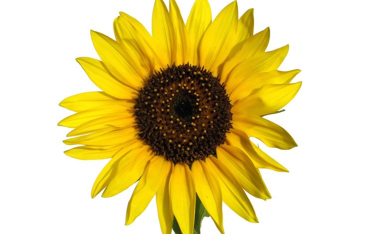 фон, цветок, лепестки, подсолнух, желтые, background, flower, petals, sunflower, yellow