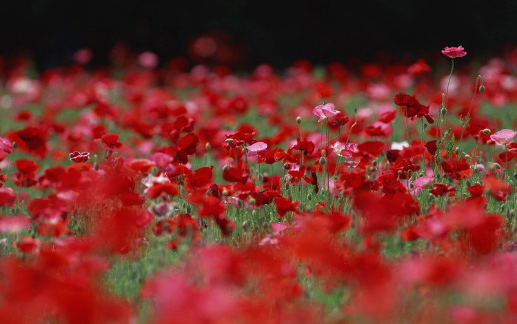 цветы, бутоны, поле, лепестки, красные, маки, розовые, flowers, buds, field, petals, red, maki, pink