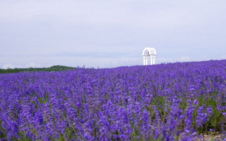 цветы, поле, лаванда, flowers, field, lavender