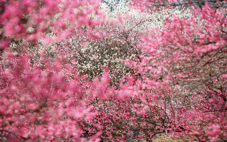 деревья, сакура, соцветия, trees, sakura, inflorescence