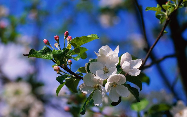 цветы, ветка, природа, цветение, размытость, весна, яблоня, flowers, branch, nature, flowering, blur, spring, apple