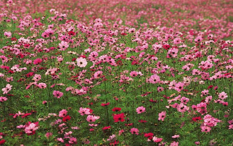 цветы, розовые, много, космея, flowers, pink, a lot, kosmeya
