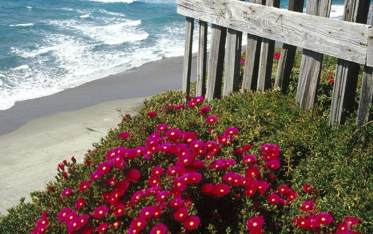 цветы, море, пляж, забор, маргаритки, flowers, sea, beach, the fence, daisy