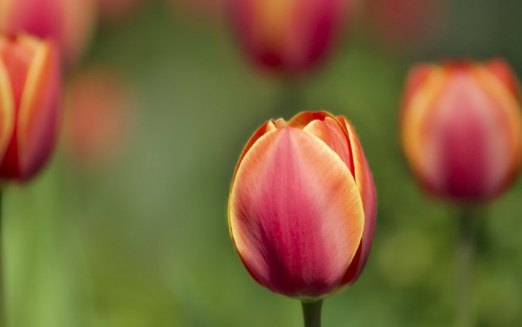 весна, тюльпан, spring, tulip