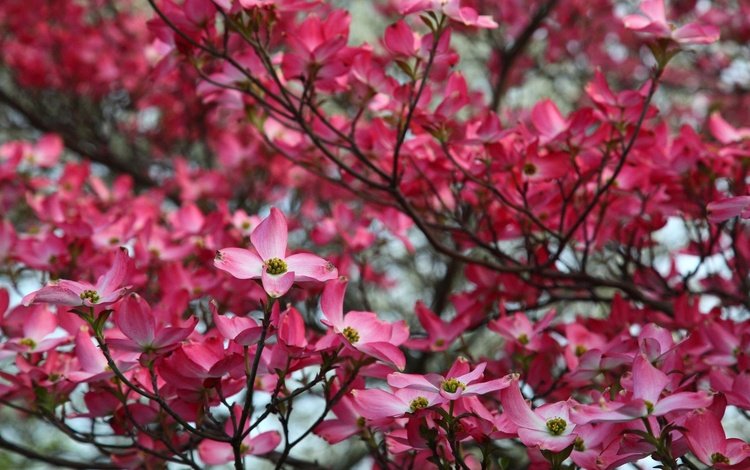 дерево, цветение, весна, розовый, кизил, tree, flowering, spring, pink, dogwood