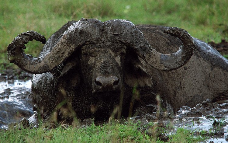морда, грязь, взгляд, рога, буйвол, face, dirt, look, horns, buffalo
