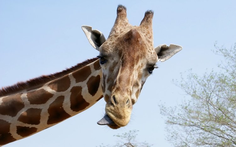 морда, взгляд, язык, жираф, рожки, шея, face, look, language, giraffe, horns, neck