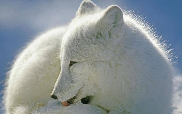 зима, мех, песец, полярная лисица, winter, fur, fox, polar fox