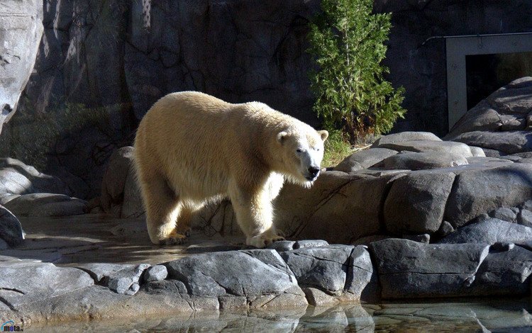 вода, камни, полярный медведь, медведь, белый медведь, зоопарк, water, stones, polar bear, bear, zoo