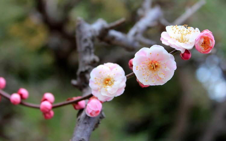 умэ, символ наступающей весны японии, ume, the symbol of the coming spring japan