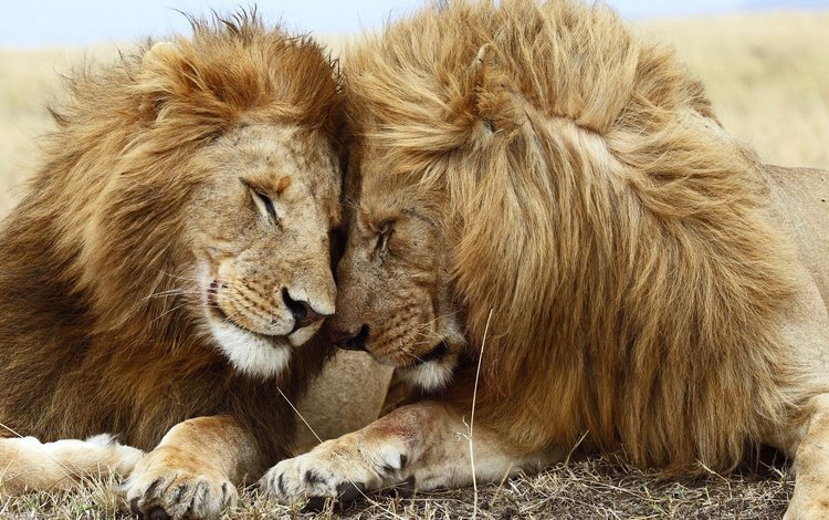 морда, хищник, большая кошка, львы, лев, пьвы, face, predator, big cat, lions, leo