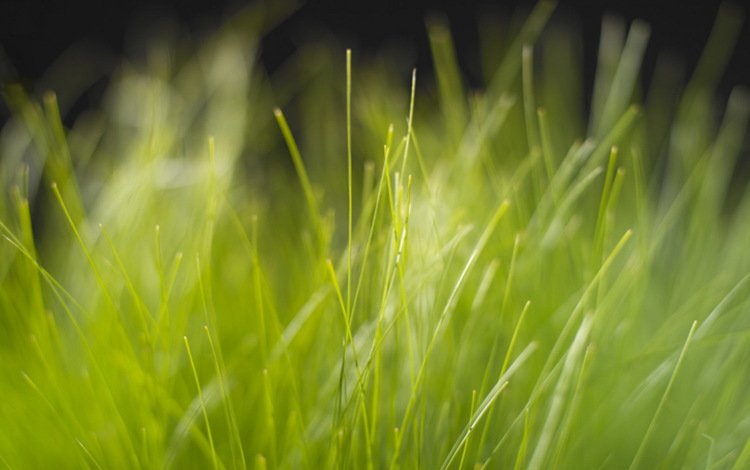 трава, природа, зелень, размытость, grass, nature, greens, blur