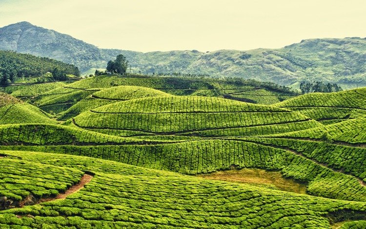 небо, горы, холмы, поле, чай, индия, плантация, чайная плантация, the sky, mountains, hills, field, tea, india, plantation, tea plantation
