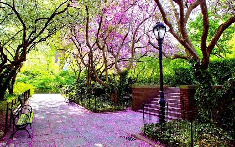 цветение, парк, фонарь, весна, скамейка, flowering, park, lantern, spring, bench