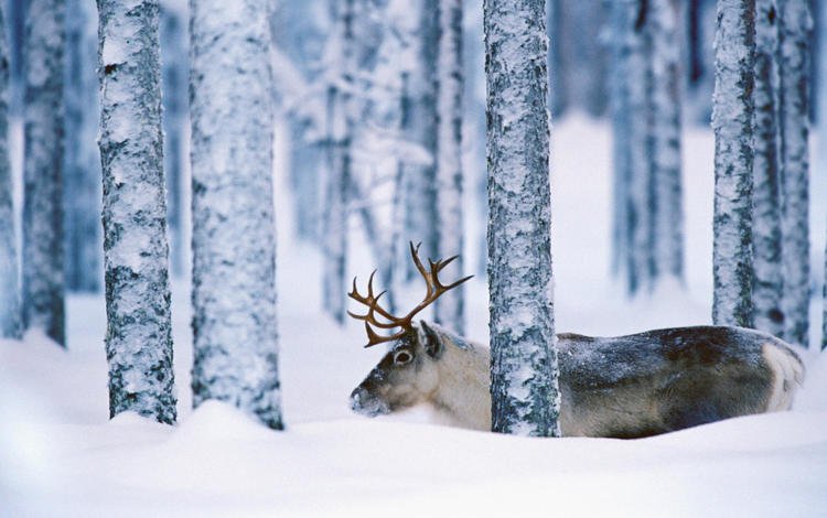 деревья, снег, лес, олень, зима, стволы, рога, trees, snow, forest, deer, winter, trunks, horns