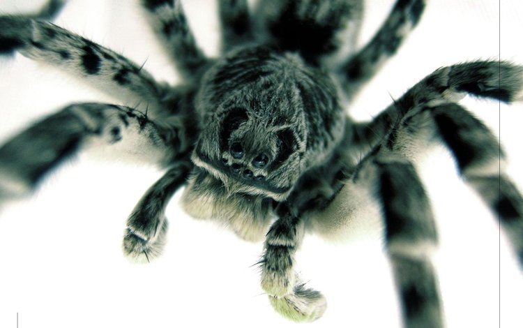 паук, большой, страшный, spider, large, terrible