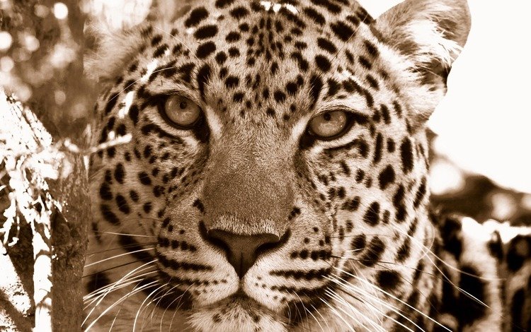 морда, леопард, хищник, дикие кошки, face, leopard, predator, wild cats