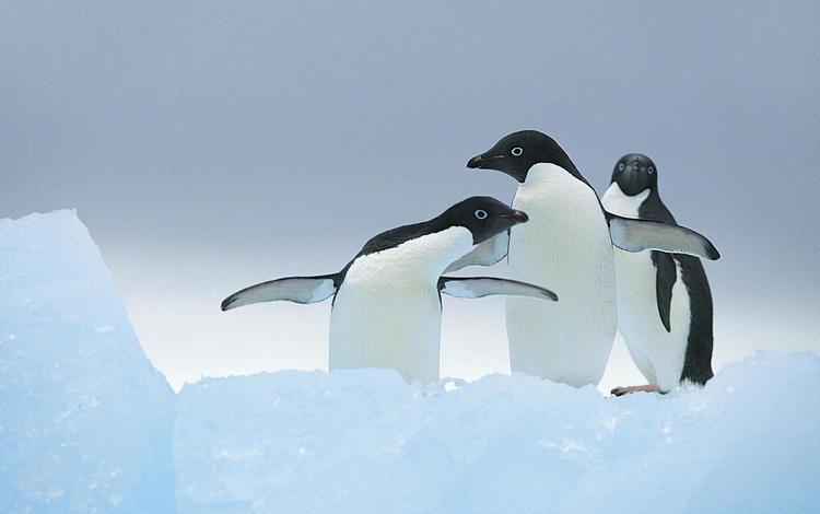 зима, птицы, пингвин, пингвины, winter, birds, penguin, penguins