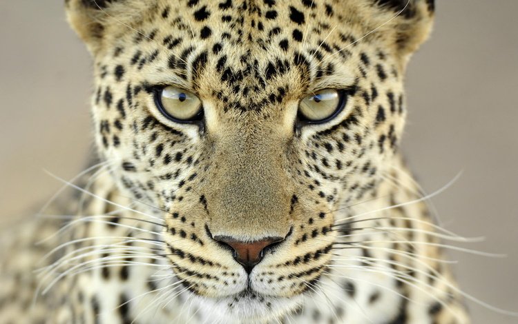 взгляд, леопард, look, leopard
