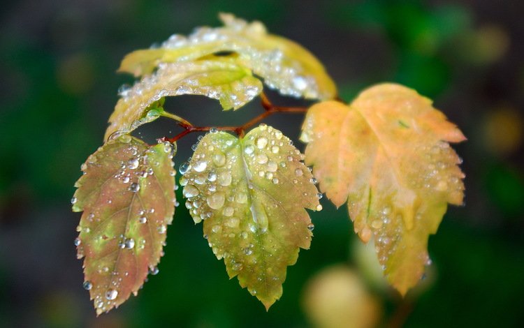 листья, капли, размытость, leaves, drops, blur