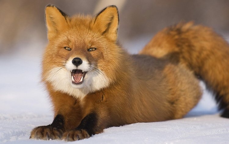 снег, пушистый, лиса, лисица, удивление, хвост, snow, fluffy, fox, surprise, tail