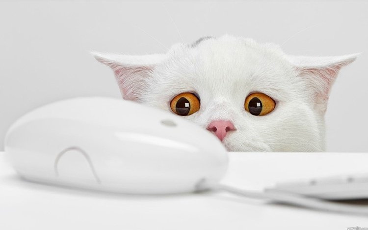 глаза, кот, белая мышка, eyes, cat, white mouse