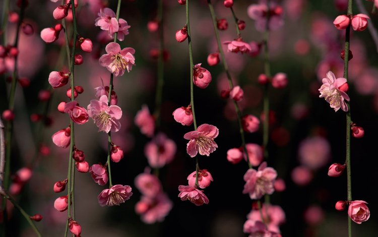цветы, цветение, бутоны, ветки, весна, сакура, flowers, flowering, buds, branches, spring, sakura