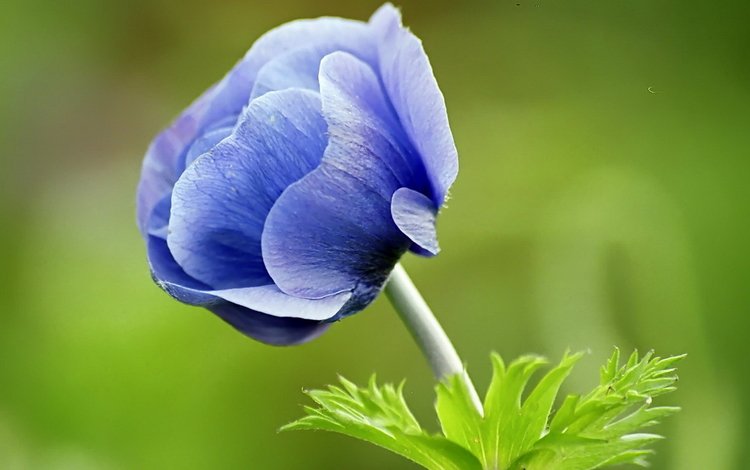 синий, цветок, зеленый фон, анемона, ветреница, blue, flower, green background, anemone