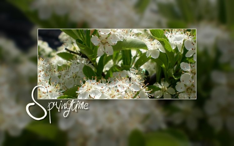 цветение, весна, белые цветы, flowering, spring, white flowers
