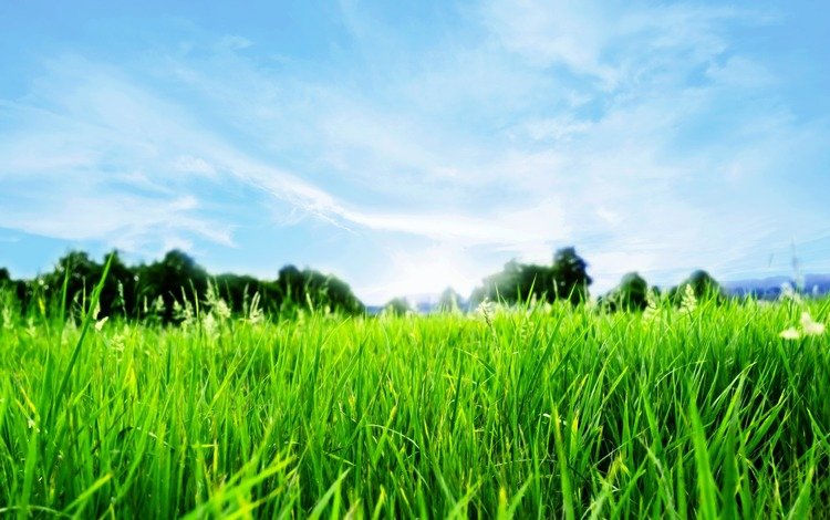 небо, трава, природа, пейзаж, the sky, grass, nature, landscape