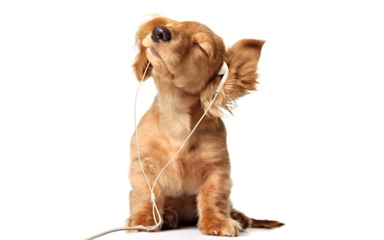 наушники, щенок, слушает, собачка, headphones, puppy, listening, dog