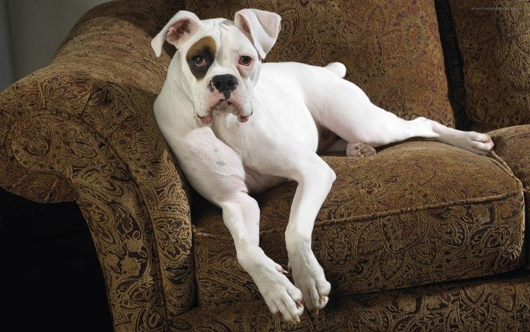 морда, обои, взгляд, собака, кресло, боксер, face, wallpaper, look, dog, chair, boxer