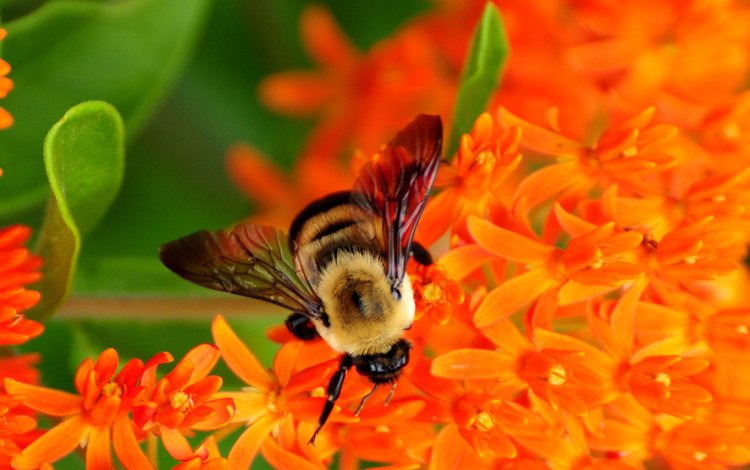 насекомое, цветок, крылья, пчела, опыление, цветы природа, insect, flower, wings, bee, pollination, flowers nature