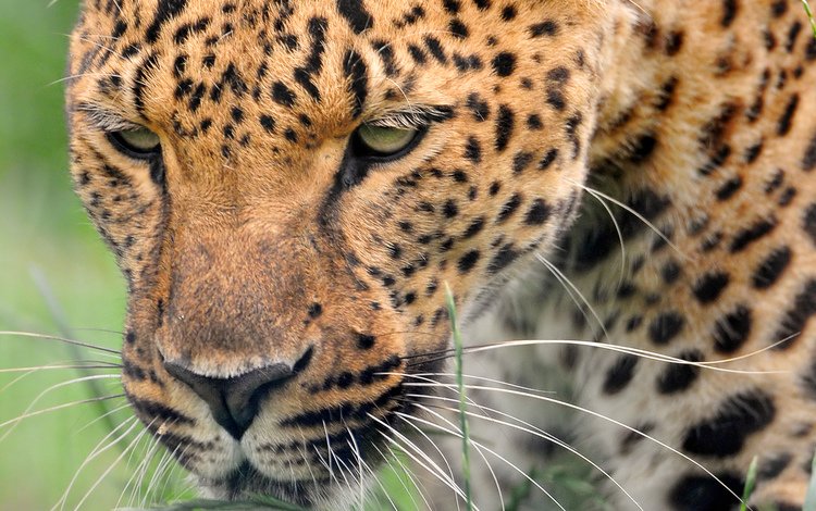 морда, леопард, хищник, большая кошка, дикая кошка, face, leopard, predator, big cat, wild cat