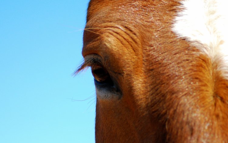 лошадь, конь, крупным планом, horse, closeup