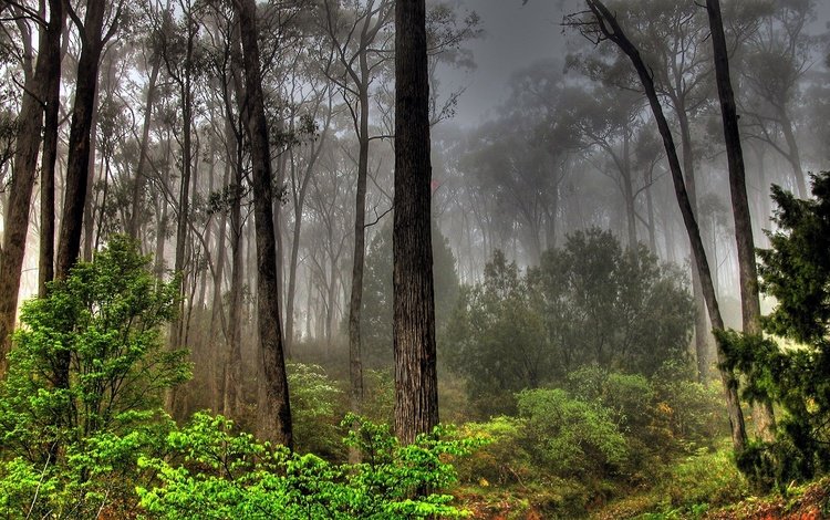 лес, туман, заросли, forest, fog, thickets