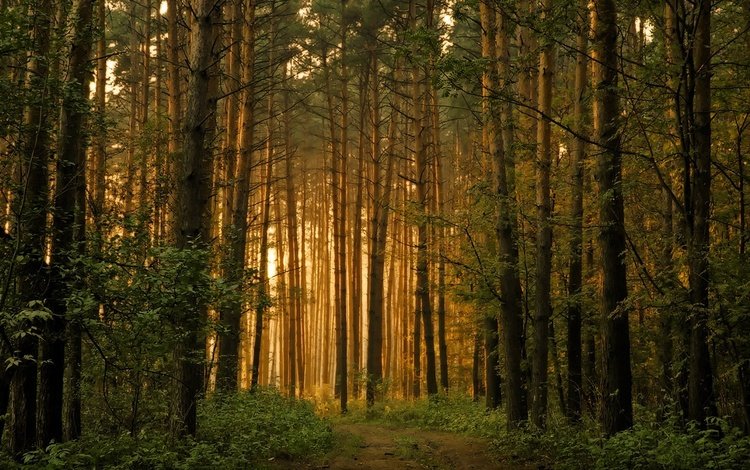 восход, лес, утро, след,     дерево, sunrise, forest, morning, trail, tree