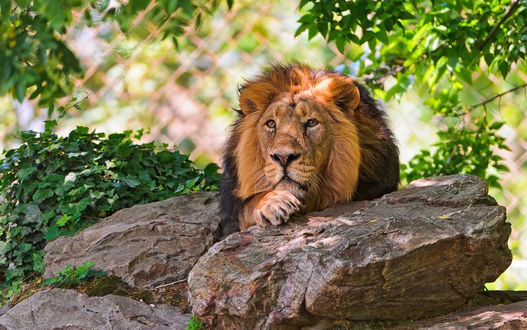 животные, красивый, лев, затаился, царь зверей, animals, beautiful, leo, hiding, the king of beasts