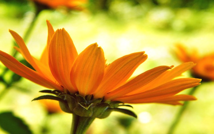 цветок, лепестки, оранжевые, крупным планом, flower, petals, orange, closeup