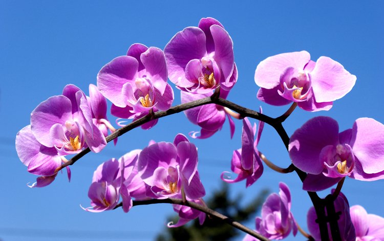 орхидея, синее небо, комильфо, orchid, blue sky, comme il faut