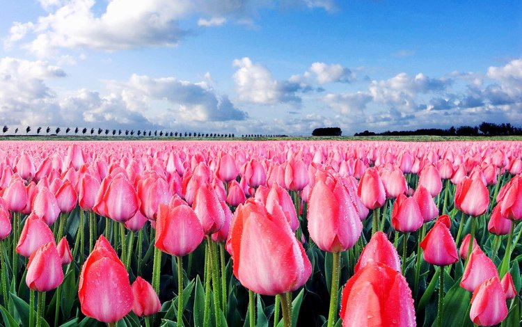небо, поле, тюльпаны, the sky, field, tulips
